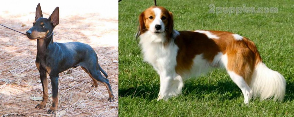 Kooikerhondje vs English Toy Terrier (Black & Tan) - Breed Comparison