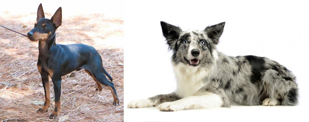 Koolie vs English Toy Terrier (Black & Tan) - Breed Comparison