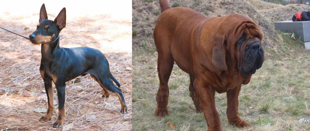 Korean Mastiff vs English Toy Terrier (Black & Tan) - Breed Comparison