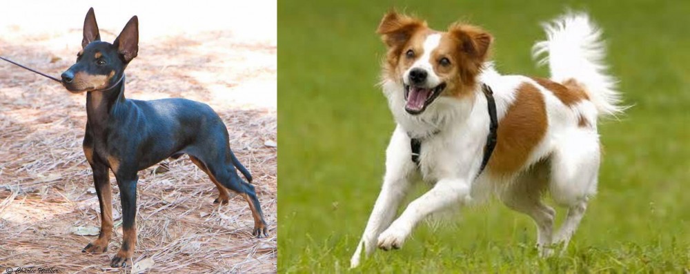 Kromfohrlander vs English Toy Terrier (Black & Tan) - Breed Comparison
