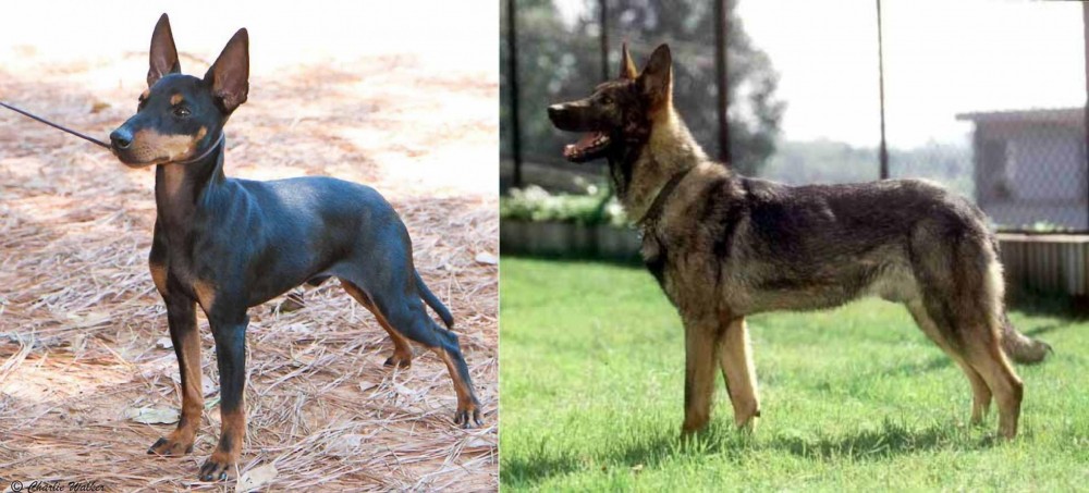 Kunming Dog vs English Toy Terrier (Black & Tan) - Breed Comparison