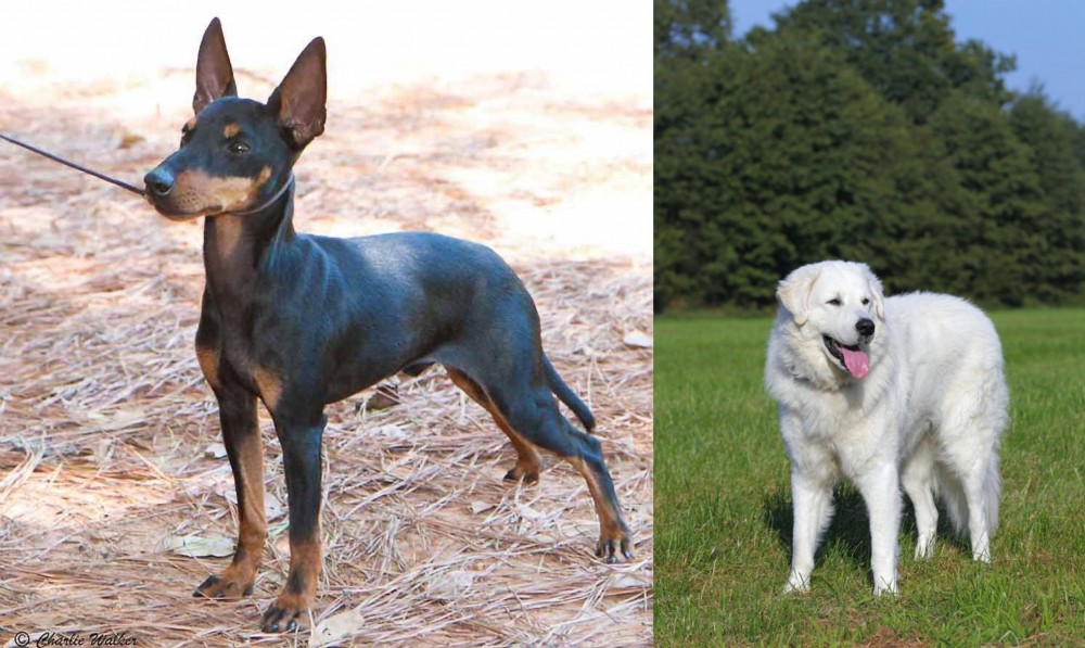 Kuvasz vs English Toy Terrier (Black & Tan) - Breed Comparison