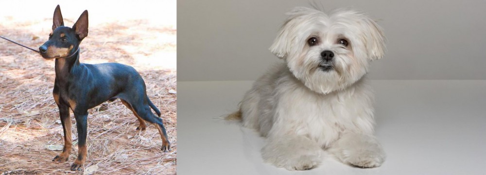 Kyi-Leo vs English Toy Terrier (Black & Tan) - Breed Comparison