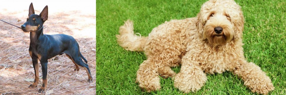 Labradoodle vs English Toy Terrier (Black & Tan) - Breed Comparison