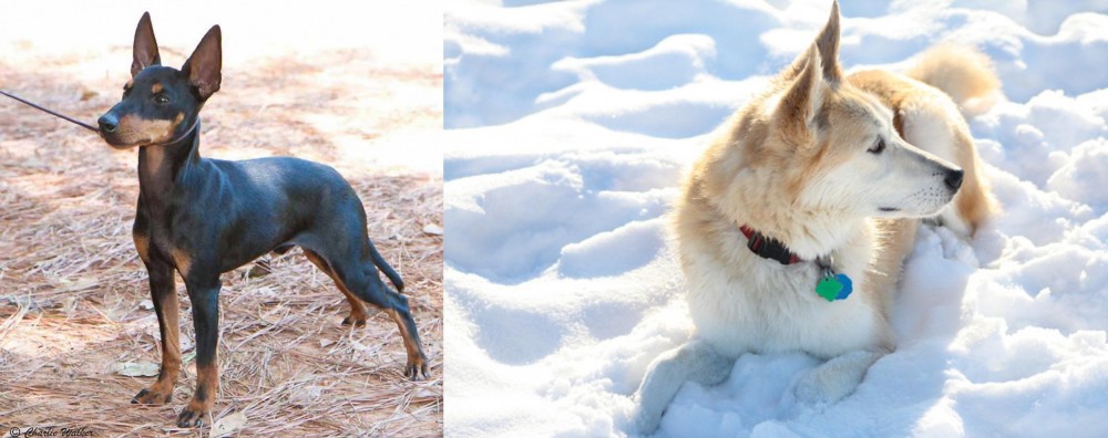 Labrador Husky vs English Toy Terrier (Black & Tan) - Breed Comparison