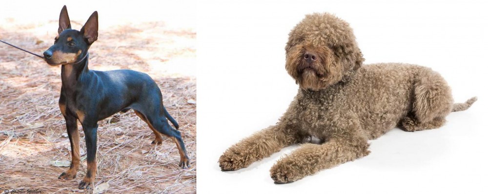 Lagotto Romagnolo vs English Toy Terrier (Black & Tan) - Breed Comparison