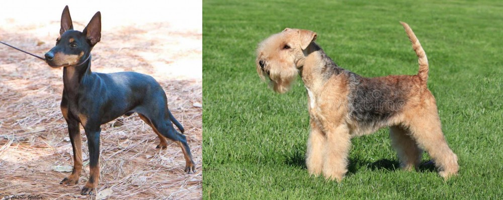 Lakeland Terrier vs English Toy Terrier (Black & Tan) - Breed Comparison