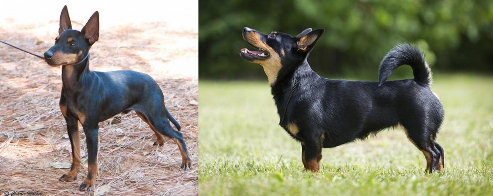 Lancashire Heeler vs English Toy Terrier (Black & Tan) - Breed Comparison