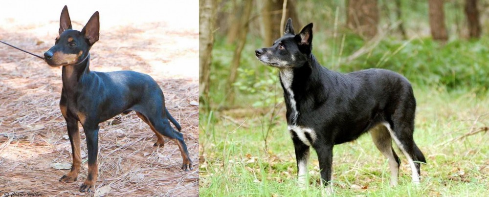 Lapponian Herder vs English Toy Terrier (Black & Tan) - Breed Comparison