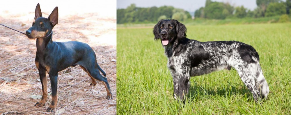 Large Munsterlander vs English Toy Terrier (Black & Tan) - Breed Comparison