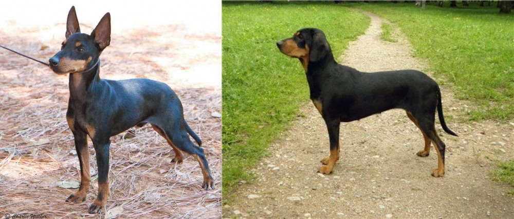 Latvian Hound vs English Toy Terrier (Black & Tan) - Breed Comparison