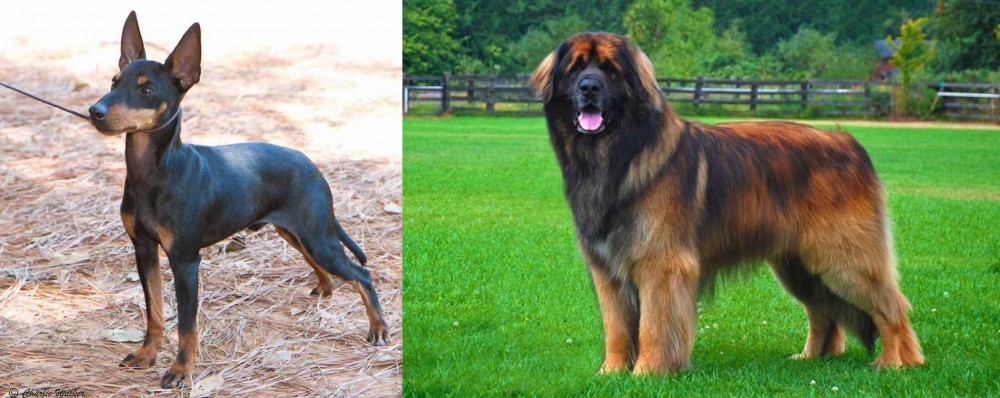 Leonberger vs English Toy Terrier (Black & Tan) - Breed Comparison