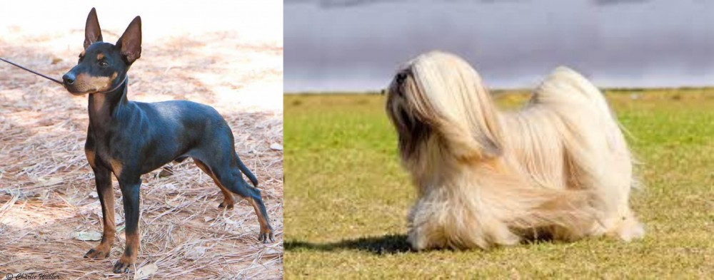 Lhasa Apso vs English Toy Terrier (Black & Tan) - Breed Comparison