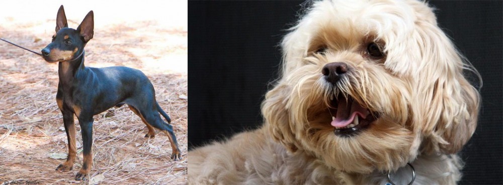 Lhasapoo vs English Toy Terrier (Black & Tan) - Breed Comparison