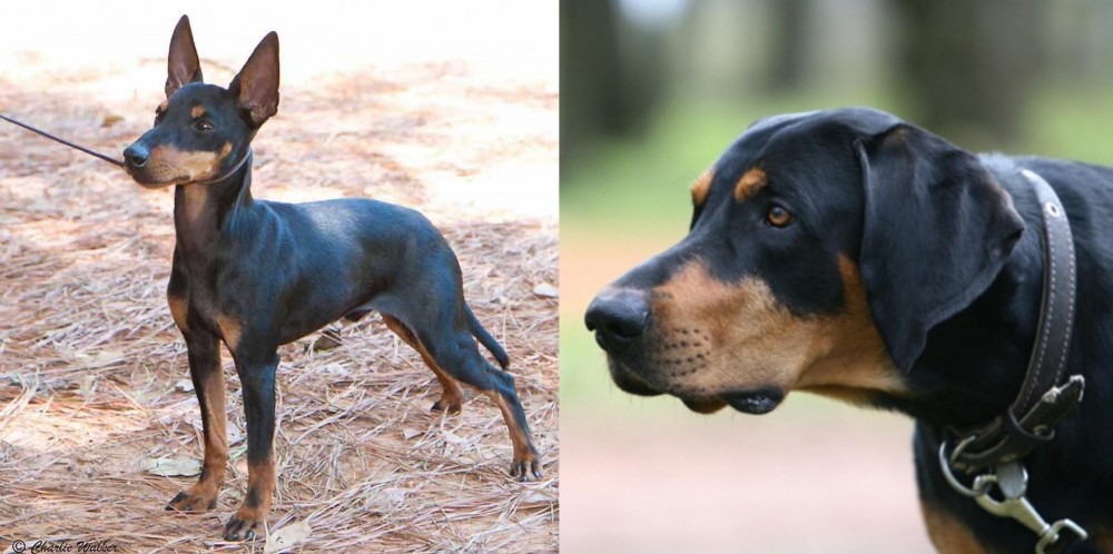 Lithuanian Hound vs English Toy Terrier (Black & Tan) - Breed Comparison