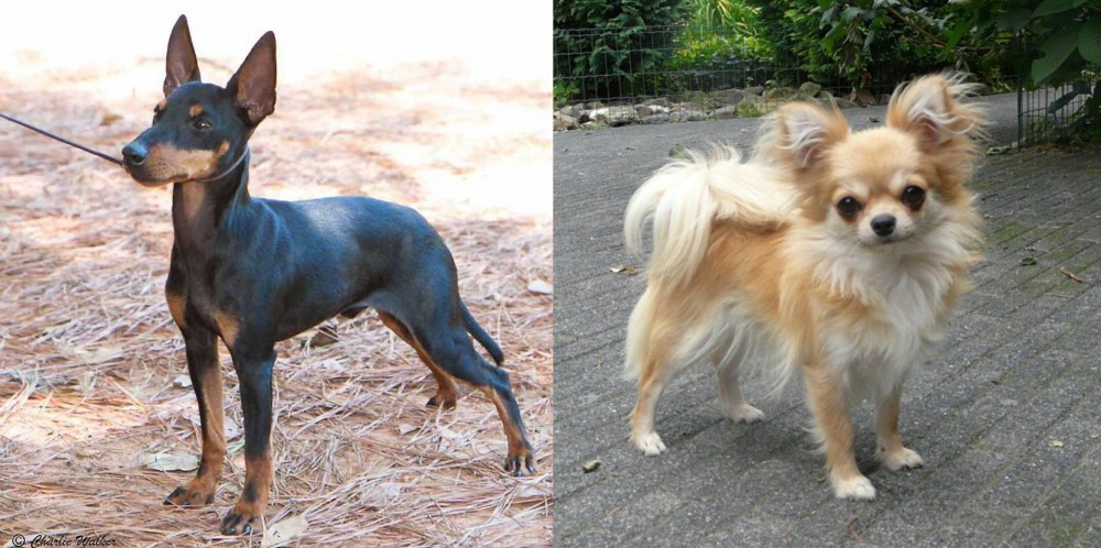 Long Haired Chihuahua vs English Toy Terrier (Black & Tan) - Breed Comparison