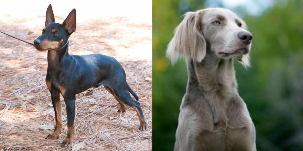 Longhaired Weimaraner vs English Toy Terrier (Black & Tan) - Breed Comparison