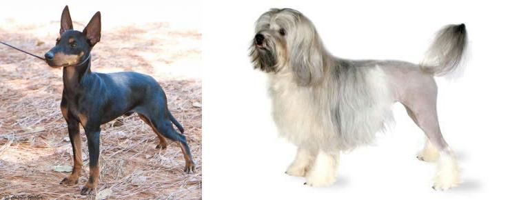 Lowchen vs English Toy Terrier (Black & Tan) - Breed Comparison
