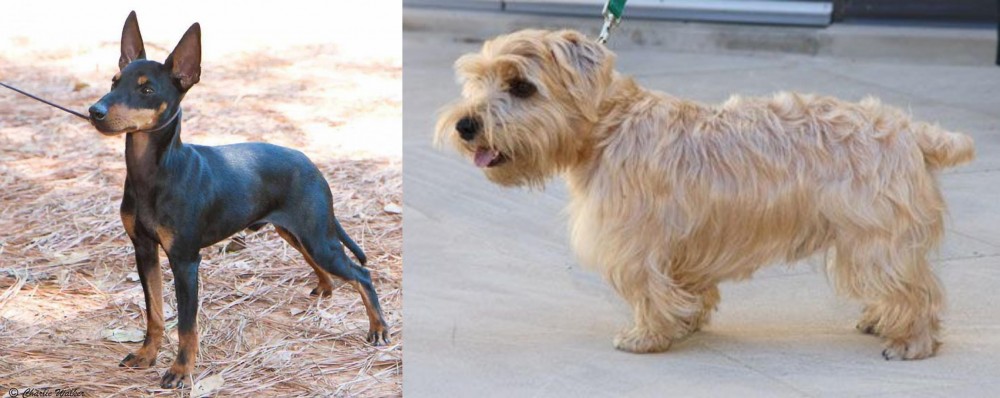 Lucas Terrier vs English Toy Terrier (Black & Tan) - Breed Comparison