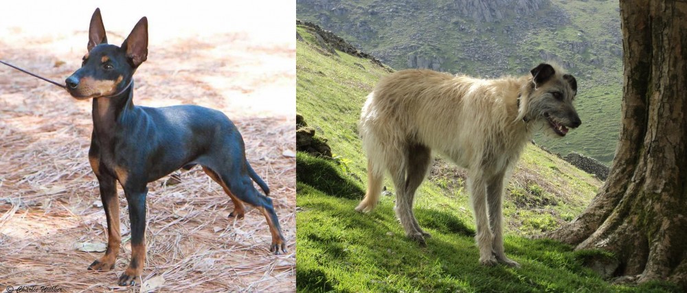 Lurcher vs English Toy Terrier (Black & Tan) - Breed Comparison