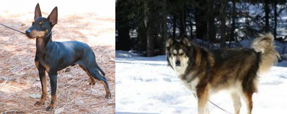 Mackenzie River Husky vs English Toy Terrier (Black & Tan) - Breed Comparison