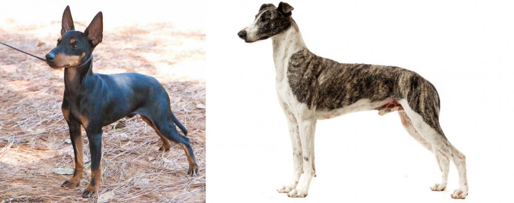 Magyar Agar vs English Toy Terrier (Black & Tan) - Breed Comparison