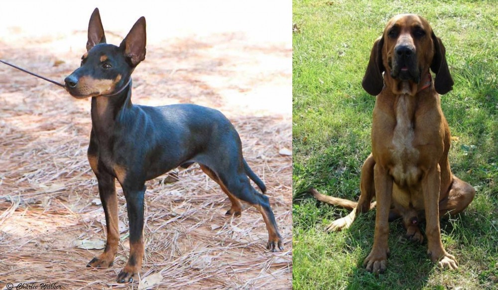 Majestic Tree Hound vs English Toy Terrier (Black & Tan) - Breed Comparison