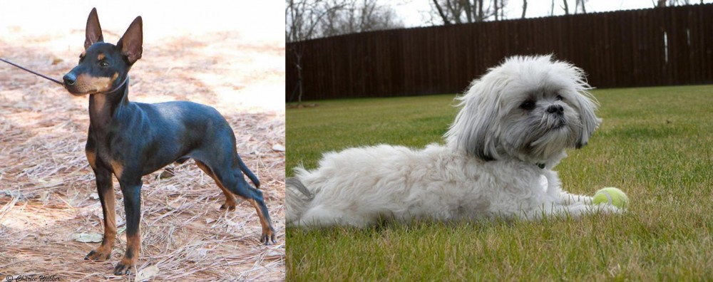 Mal-Shi vs English Toy Terrier (Black & Tan) - Breed Comparison