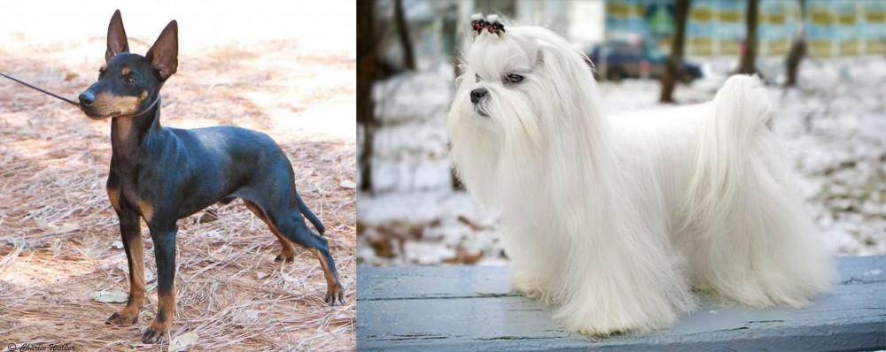 Maltese vs English Toy Terrier (Black & Tan) - Breed Comparison