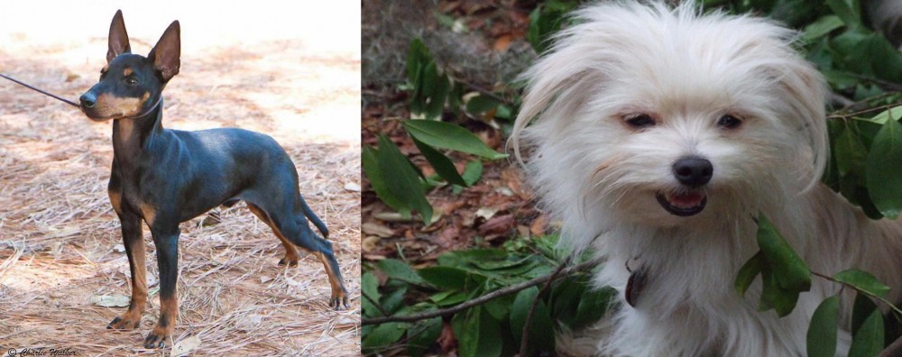 Malti-Pom vs English Toy Terrier (Black & Tan) - Breed Comparison
