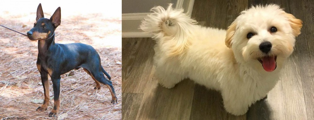 Maltipoo vs English Toy Terrier (Black & Tan) - Breed Comparison