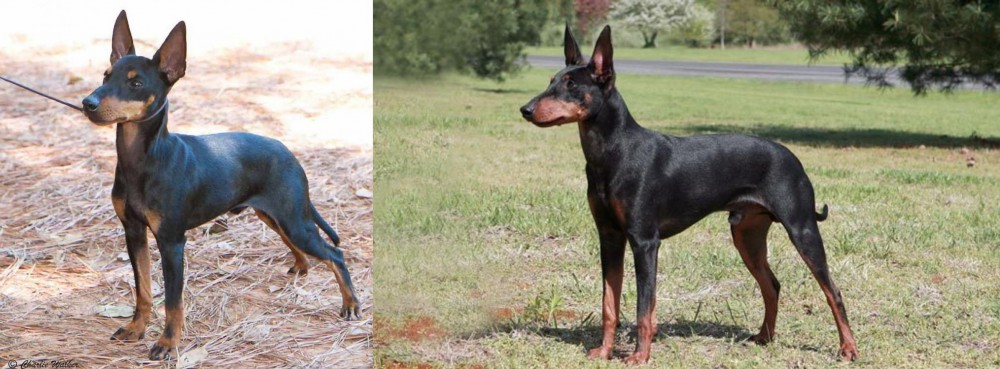 Manchester Terrier vs English Toy Terrier (Black & Tan) - Breed Comparison