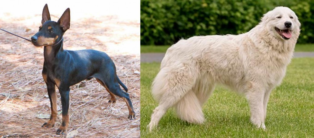 Maremma Sheepdog vs English Toy Terrier (Black & Tan) - Breed Comparison