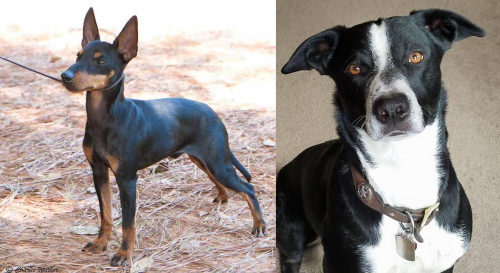 McNab vs English Toy Terrier (Black & Tan) - Breed Comparison