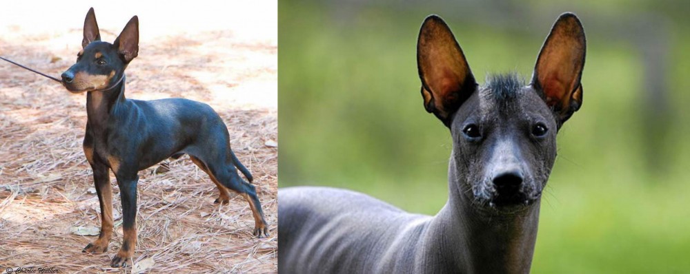 Mexican Hairless vs English Toy Terrier (Black & Tan) - Breed Comparison