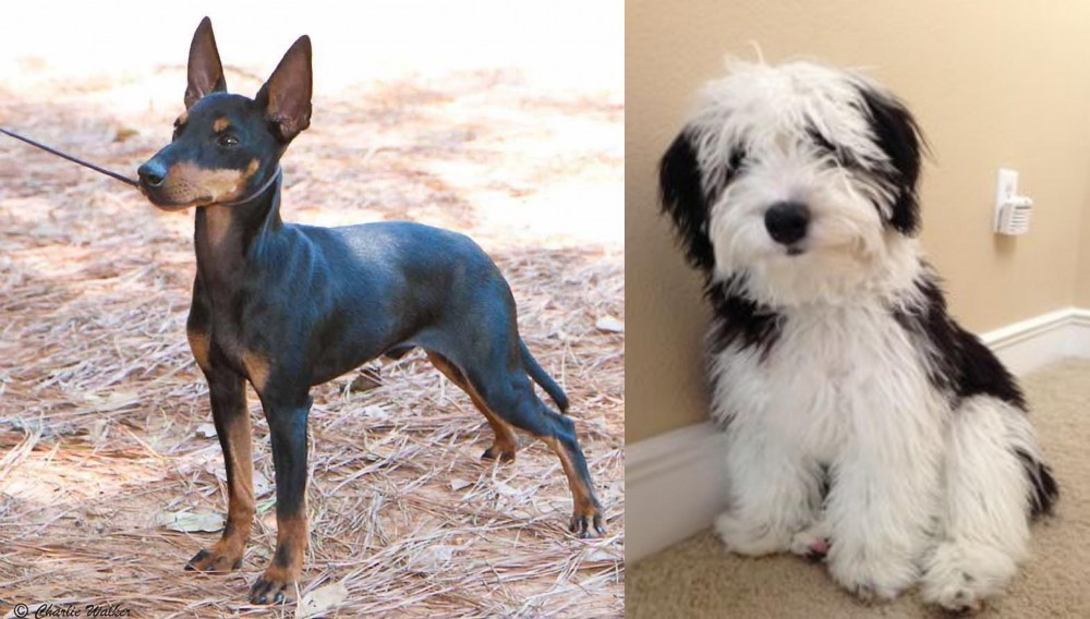 Mini Sheepadoodles vs English Toy Terrier (Black & Tan) - Breed Comparison