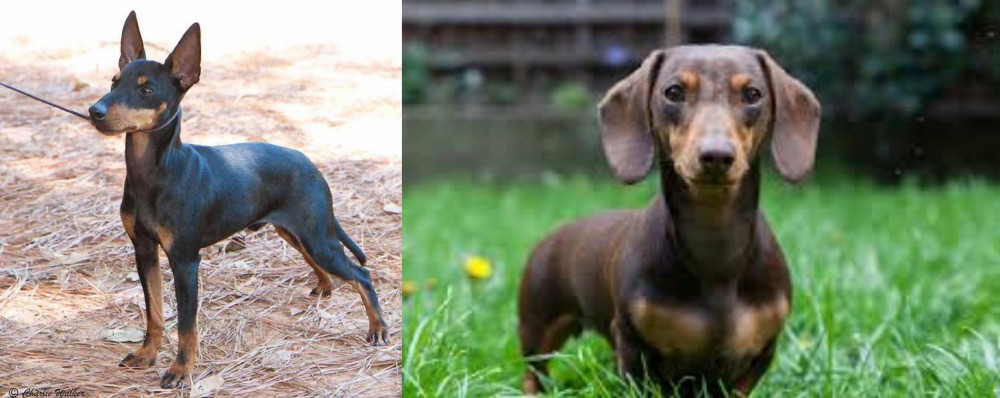 Miniature Dachshund vs English Toy Terrier (Black & Tan) - Breed Comparison