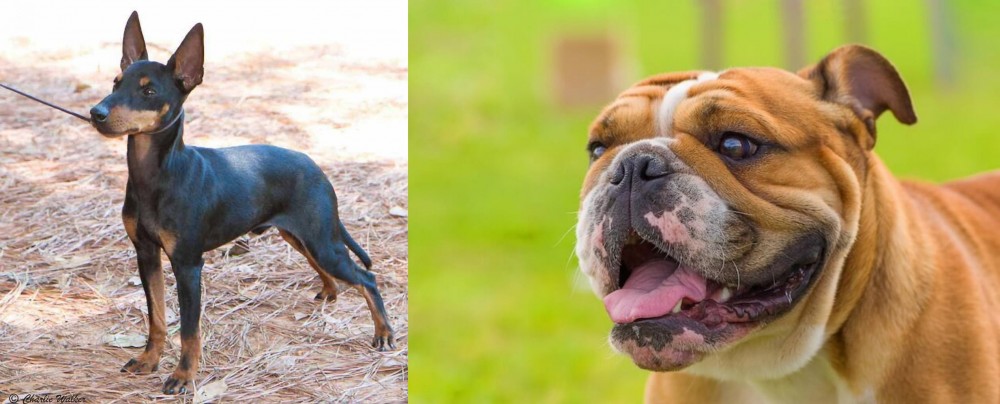 Miniature English Bulldog vs English Toy Terrier (Black & Tan) - Breed Comparison
