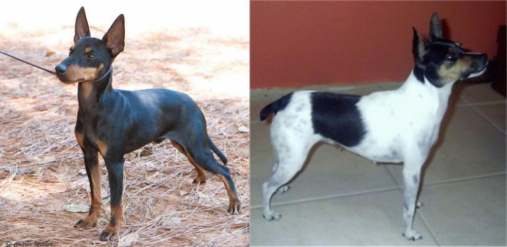 Miniature Fox Terrier vs English Toy Terrier (Black & Tan) - Breed Comparison