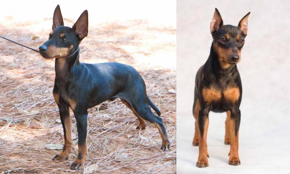 Miniature Pinscher vs English Toy Terrier (Black & Tan) - Breed Comparison