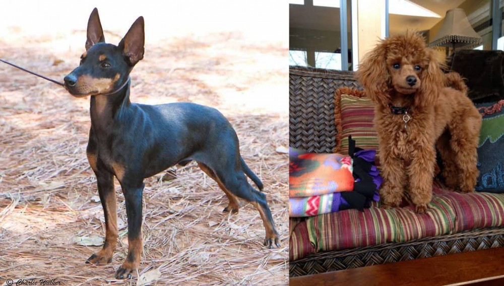 Miniature Poodle vs English Toy Terrier (Black & Tan) - Breed Comparison