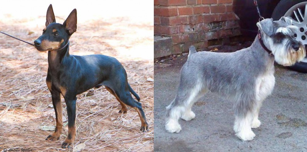 Miniature Schnauzer vs English Toy Terrier (Black & Tan) - Breed Comparison