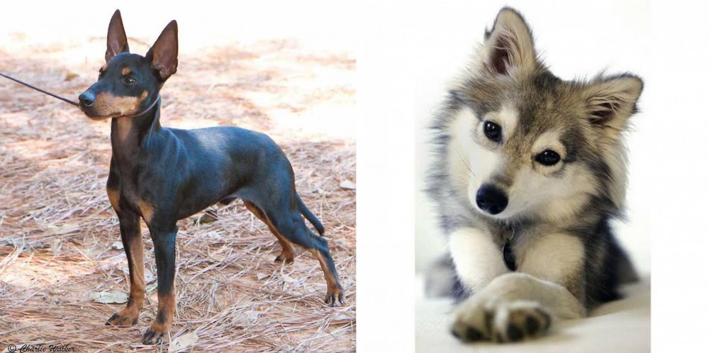 Miniature Siberian Husky vs English Toy Terrier (Black & Tan) - Breed Comparison