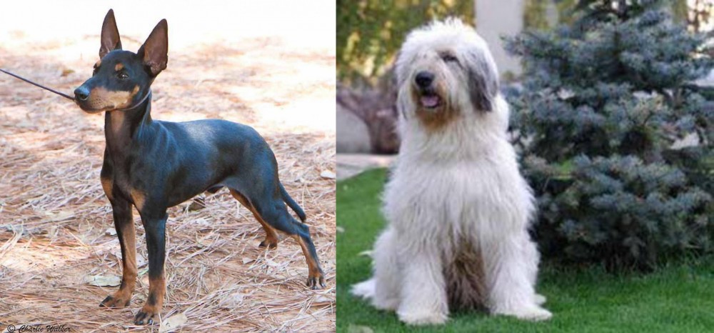 Mioritic Sheepdog vs English Toy Terrier (Black & Tan) - Breed Comparison