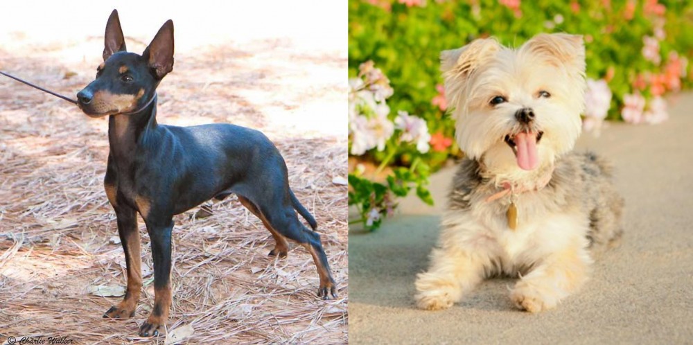Morkie vs English Toy Terrier (Black & Tan) - Breed Comparison