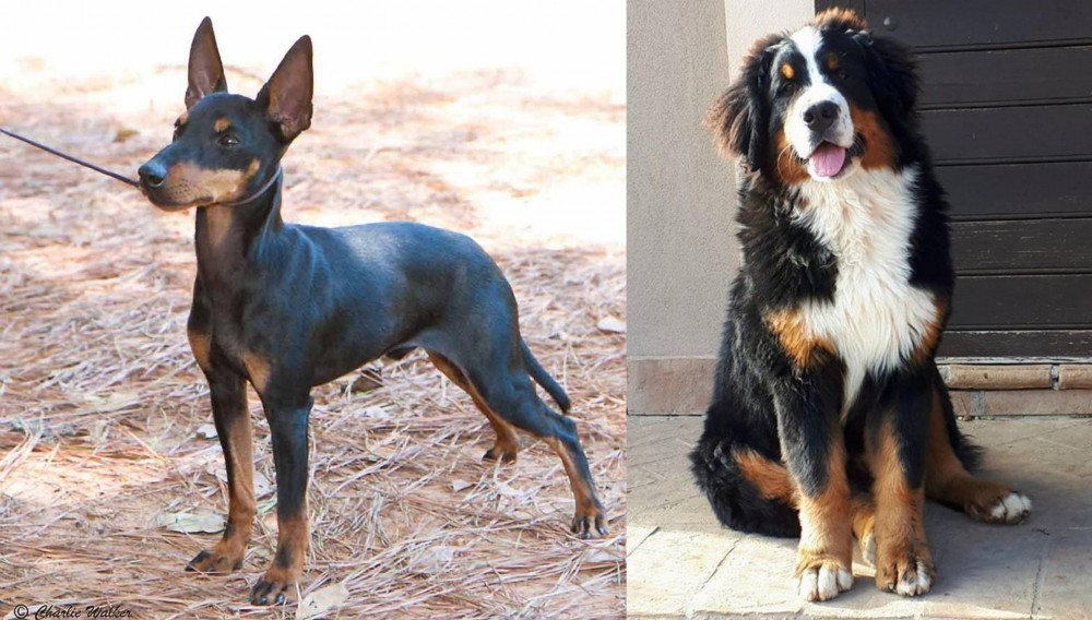 Mountain Burmese vs English Toy Terrier (Black & Tan) - Breed Comparison