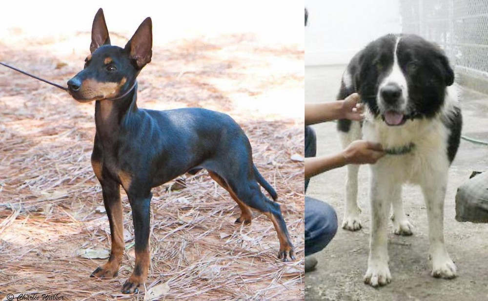 Mucuchies vs English Toy Terrier (Black & Tan) - Breed Comparison