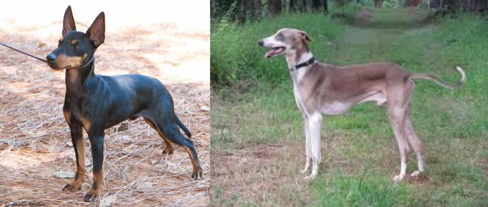 Mudhol Hound vs English Toy Terrier (Black & Tan) - Breed Comparison