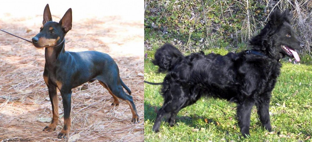 Mudi vs English Toy Terrier (Black & Tan) - Breed Comparison