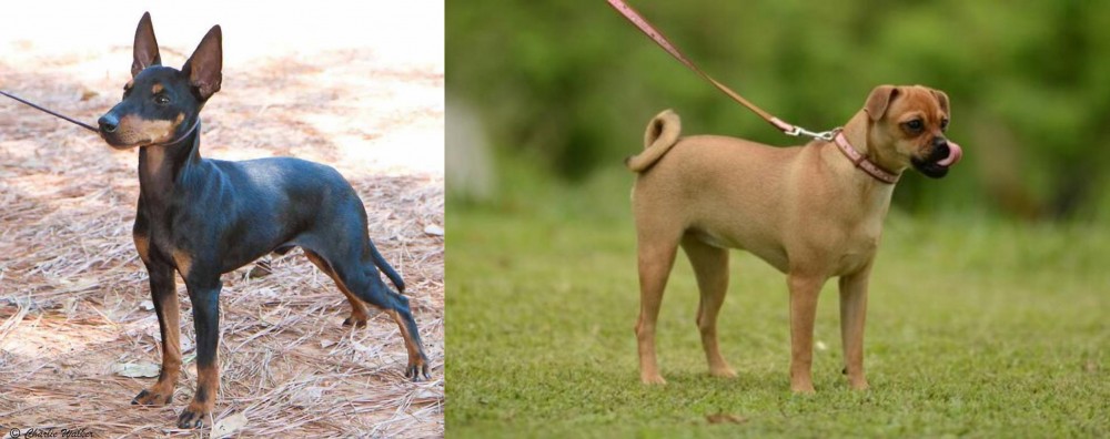 Muggin vs English Toy Terrier (Black & Tan) - Breed Comparison